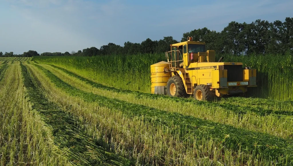 Industrial hemp being harvested in a sunlit field, the raw fiber crop used to make tobacco-free hemp wraps at El Paso Smoke Shops