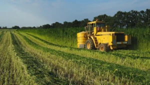 Industrial hemp being harvested in a sunlit field, the raw fiber crop used to make tobacco-free hemp wraps at El Paso Smoke Shops