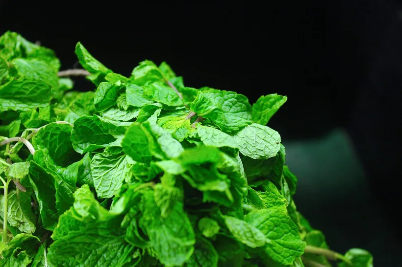 A fresh bunch of vibrant green mint leaves, the botanical behind cooling mint-leaf wraps at El Paso Smoke Shops