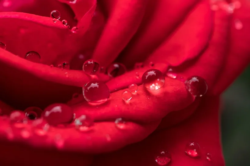 Close-up of deep red rose petals dotted with water droplets, the floral material behind rose-petal wraps at El Paso Smoke Shops