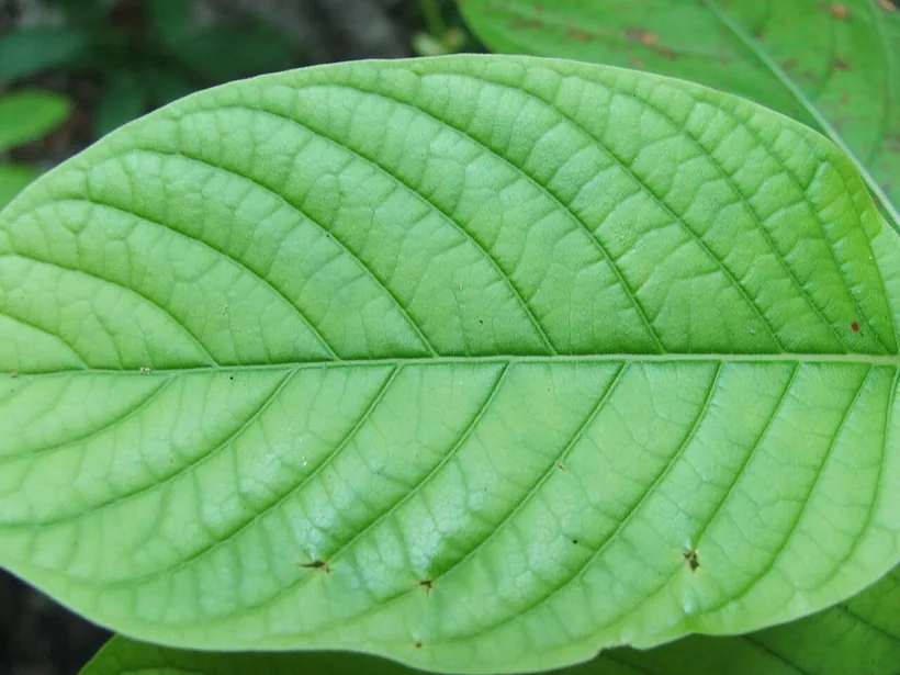 Fresh green leaves of the Mitragyna speciosa kratom tree, the raw plant ground and brewed into kratom drinks, at El Paso Smoke Shops