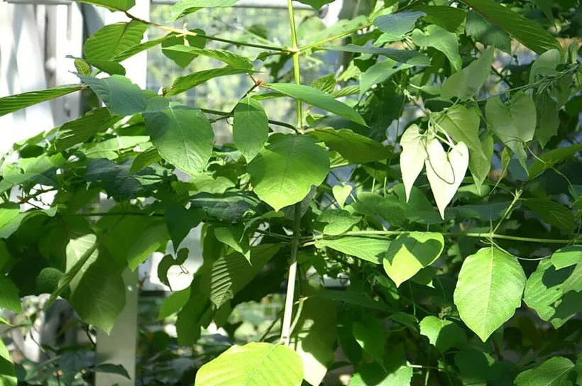 Potted Mitragyna speciosa kratom plant showing the leaves processed into powder and extract shots, at El Paso Smoke Shops