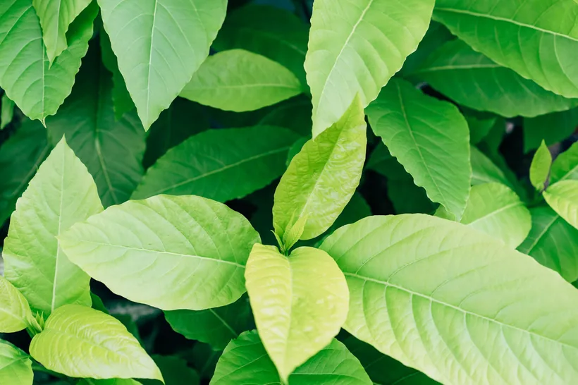 Acercamiento de hojas verdes vivas de la planta de kratom mostrando sus venas en El Paso Smoke Shops