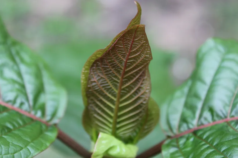Close-up macro of a red-veined Mitragyna speciosa kratom leaf on the living plant at El Paso Smoke Shops