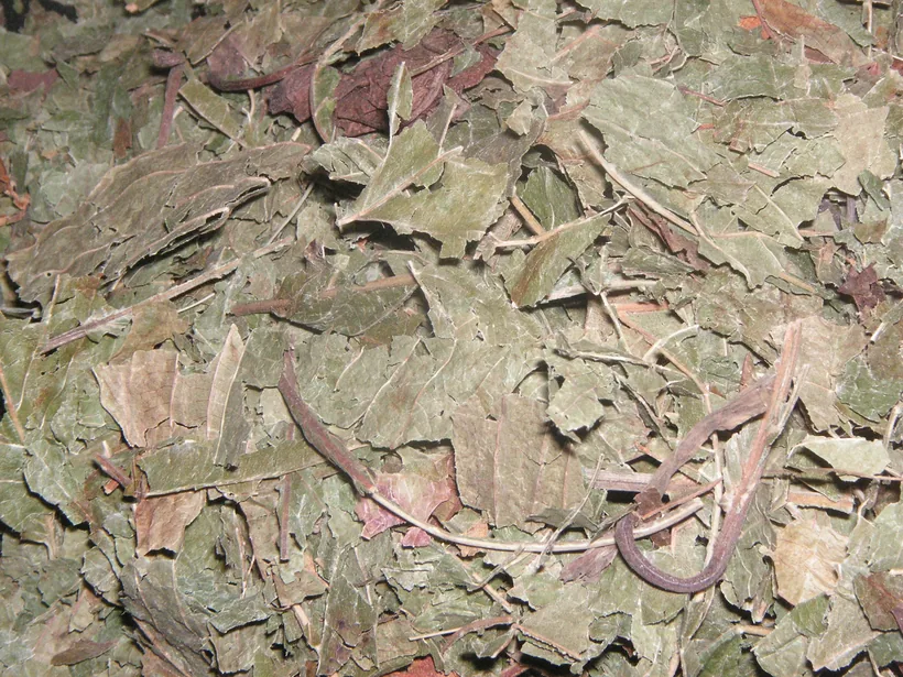 Dried crushed kratom leaf, the raw botanical material used to make kratom powder and extracts, at El Paso Smoke Shops