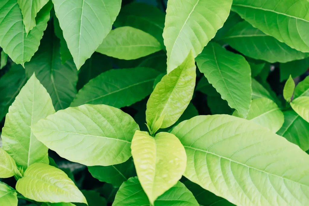 Close-up of lush green Mitragyna speciosa (kratom) plant leaves at El Paso Smoke Shops