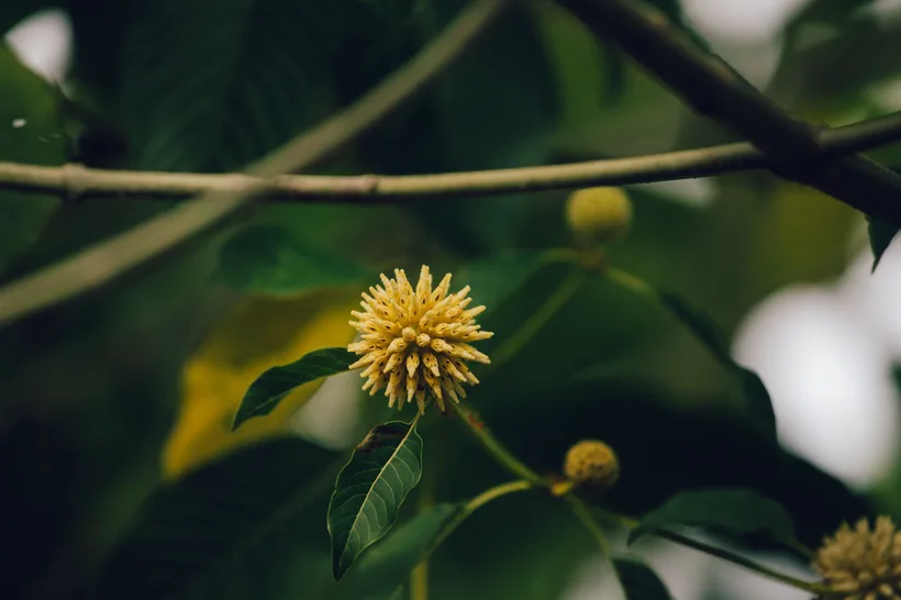 Yellow spherical flower of the kratom tree (Mitragyna speciosa) growing on a branch at El Paso Smoke Shops