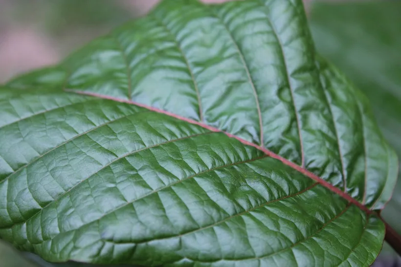 Hoja verde fresca de kratom Mitragyna speciosa, el material vegetal crudo que se seca y se muele para hacer kratom en polvo, en El Paso Smoke Shops