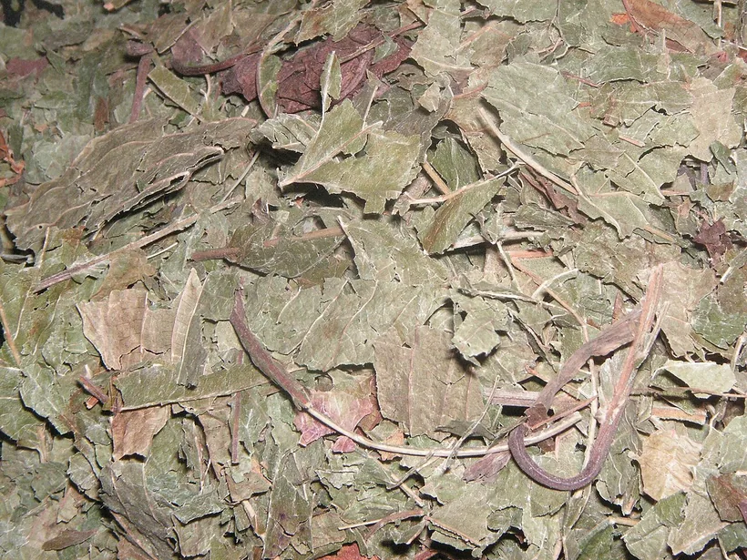 Hojas secas de kratom preparándose para hacer un té, una de las formas comunes en que la gente toma kratom, en El Paso Smoke Shops