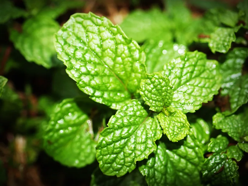 Fresh green mint leaves, the natural source of the cool menthol flavor infused into menthol cigarette tube filters at El Paso Smoke Shops