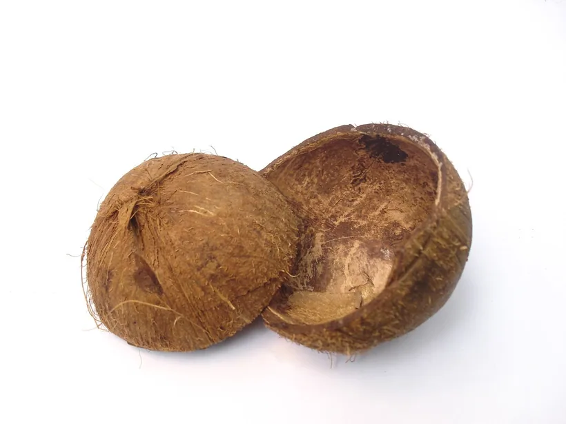 Empty coconut shell halves showing the raw material that natural coconut hookah coals are made from at El Paso Smoke Shops