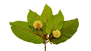 Fresh green whole kratom (Mitragyna speciosa) leaves on the branch at El Paso Smoke Shops